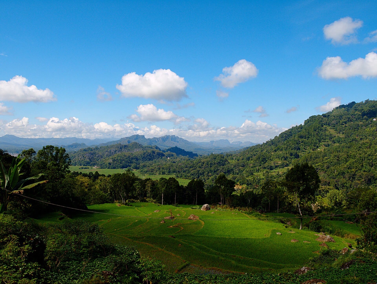 Rice fields in the hills near Rantepao