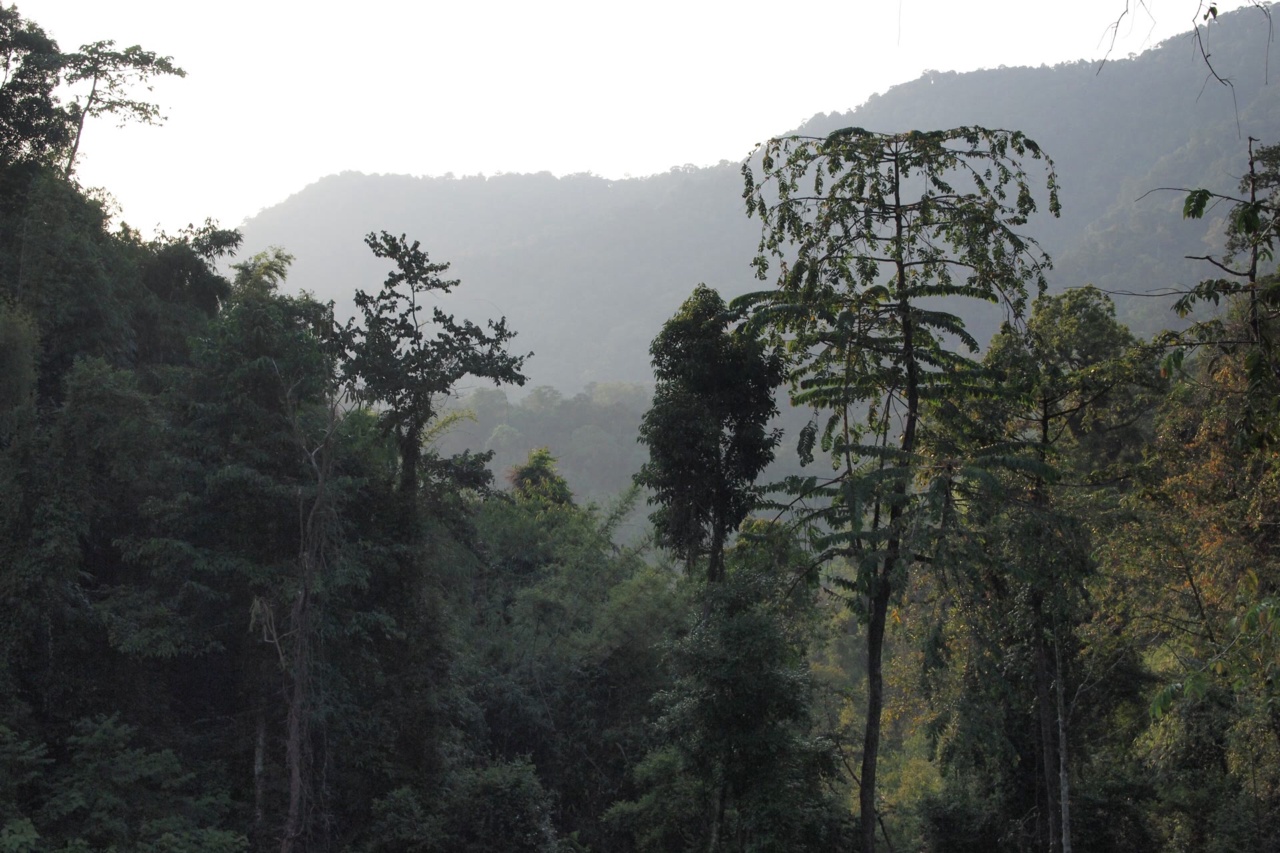 Rainforest in Khao Sok National Park