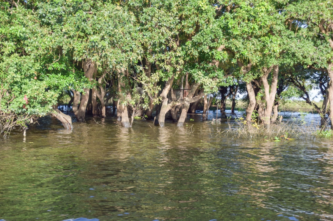 Flooded trees near Kompong Phluk