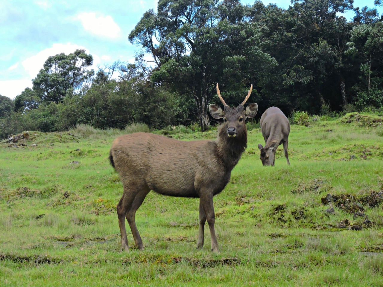 A sambar deer on the grassland of Horton Plains