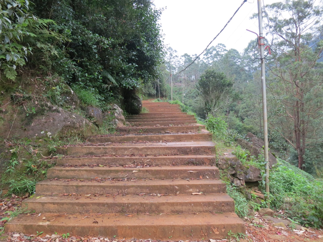 Steps climbing through trees on the way to Sri Pada