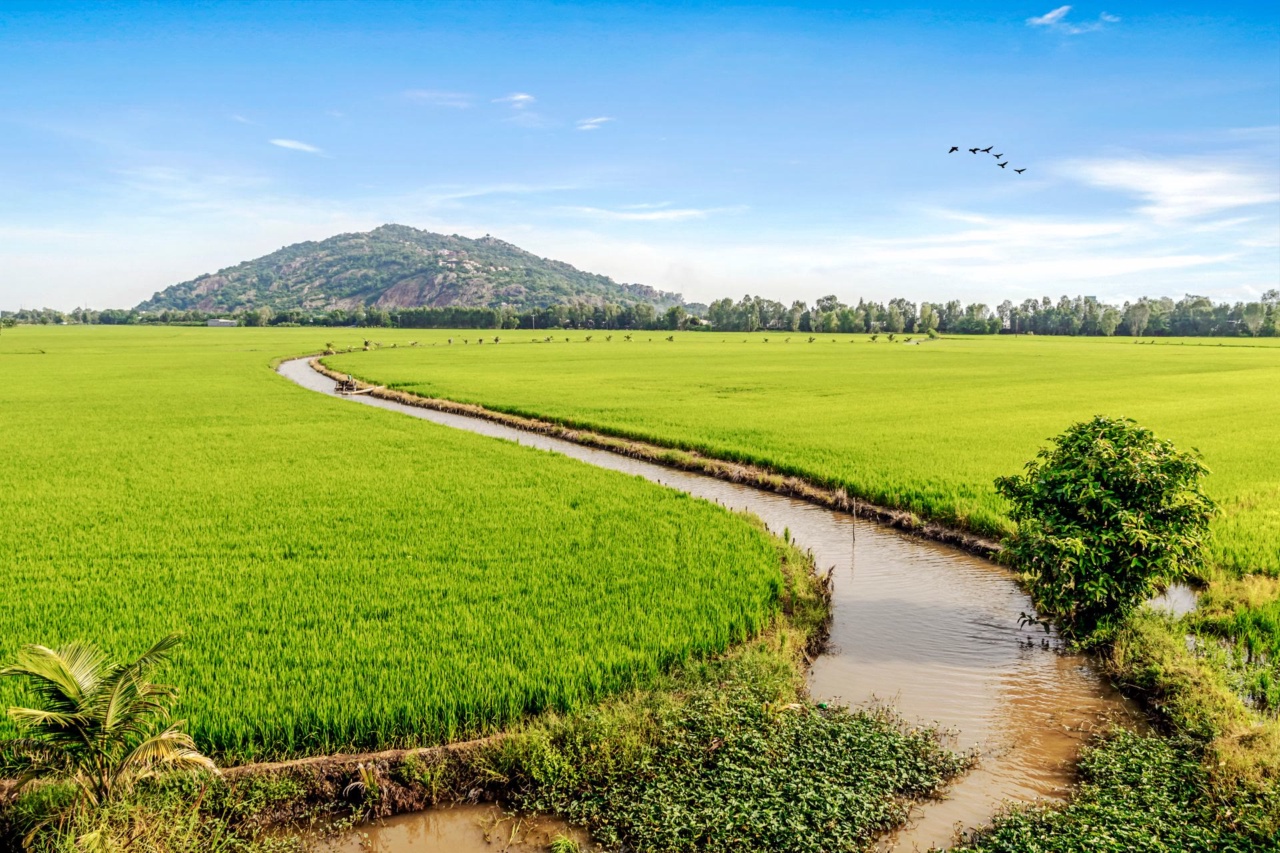 Rice fields and a canal with a mountain in the background near Chau Doc