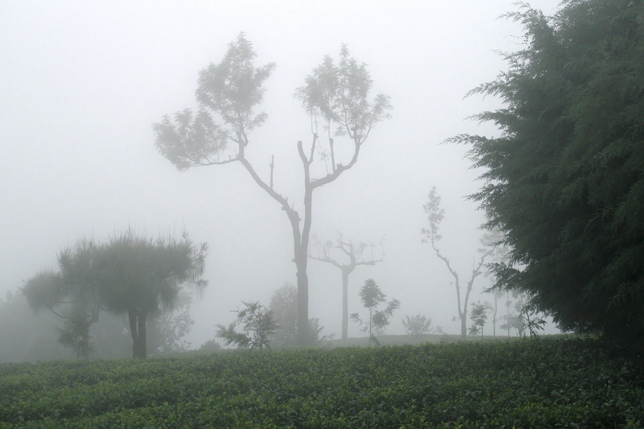 Cây chè và hàng cây trong sương mù gần Haputale