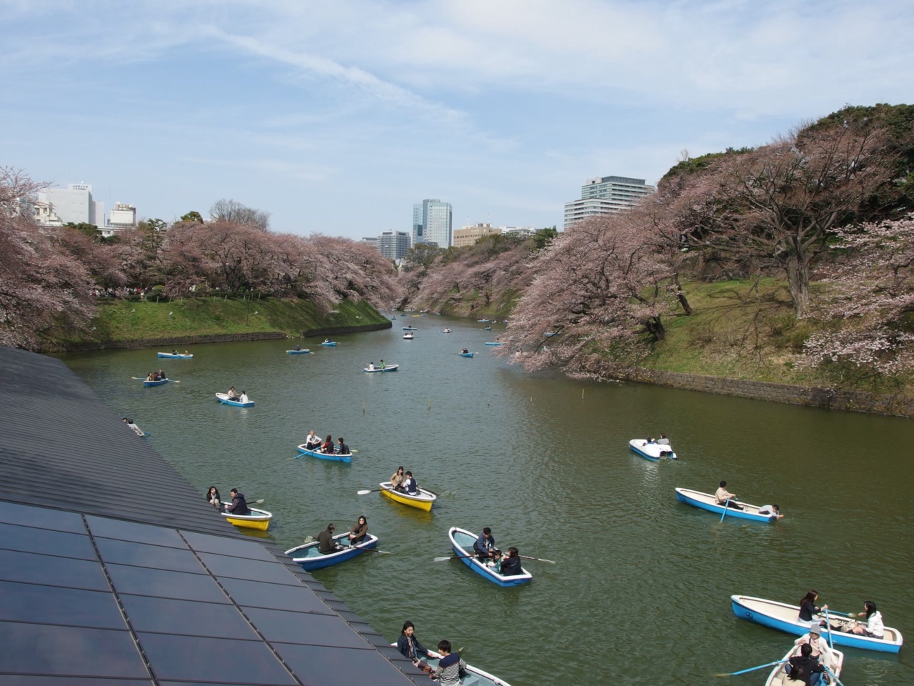Cherry blossoms along the moat at Chidorigafuchi with rowing boats