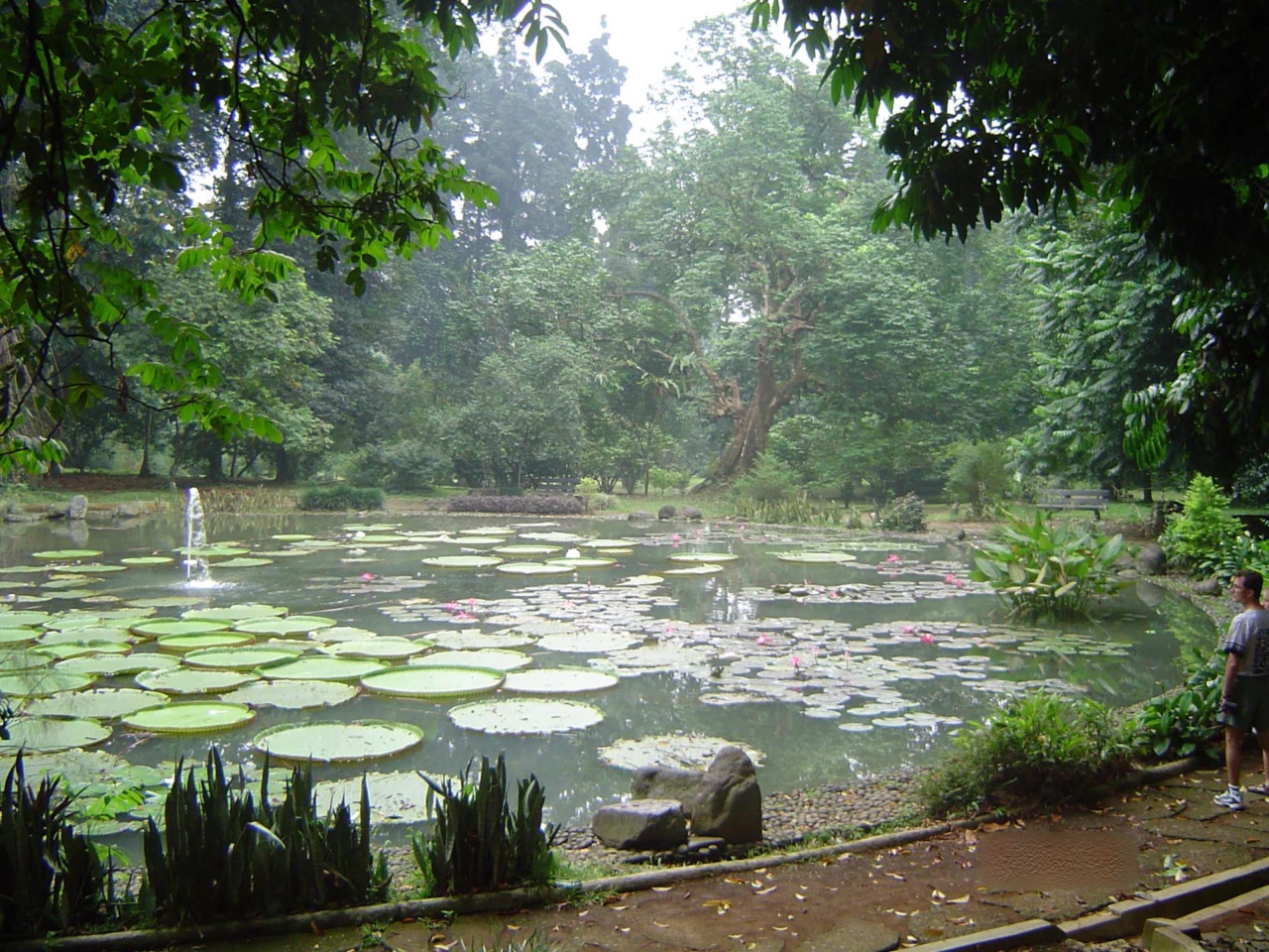 Ein Teich mit Seerosen im Botanischen Garten von Bogor
