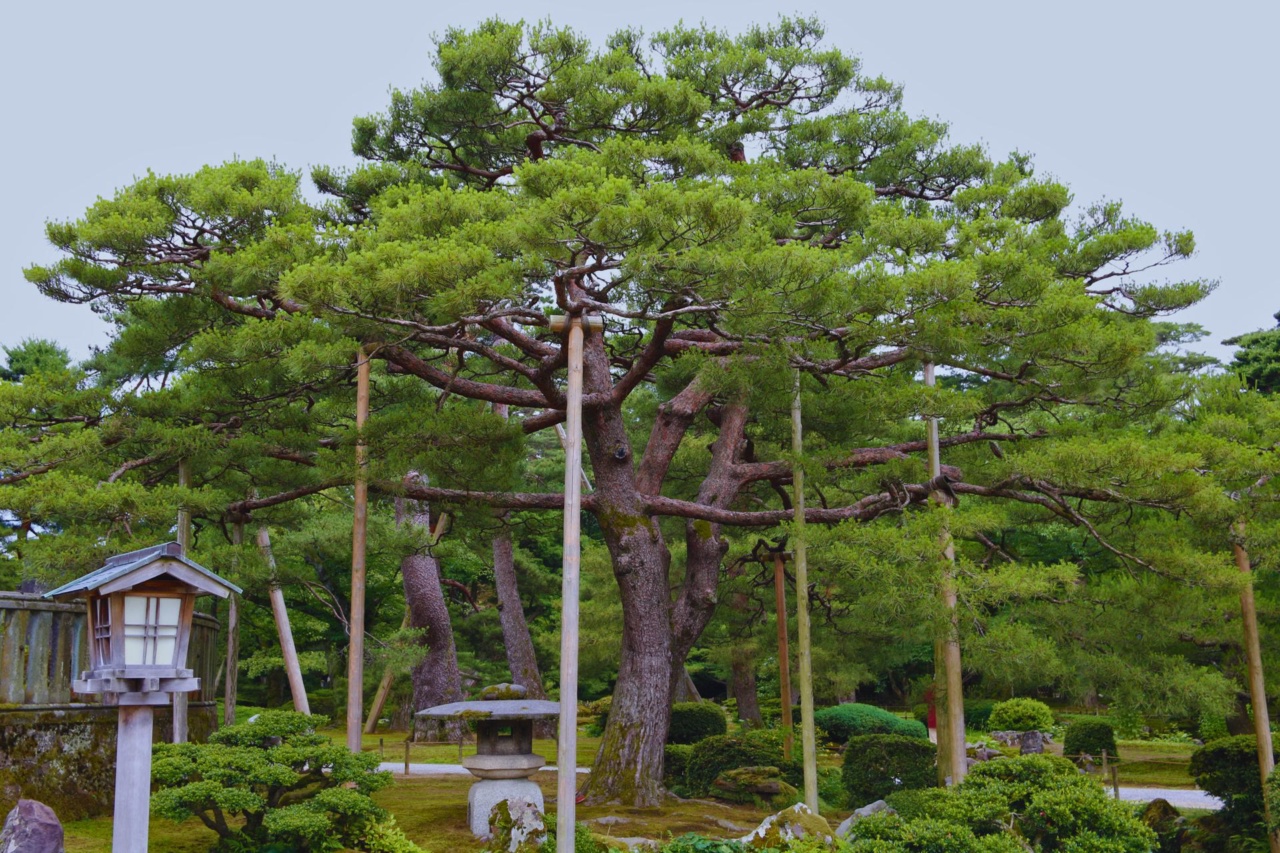 支柱で支えられた兼六園の松
