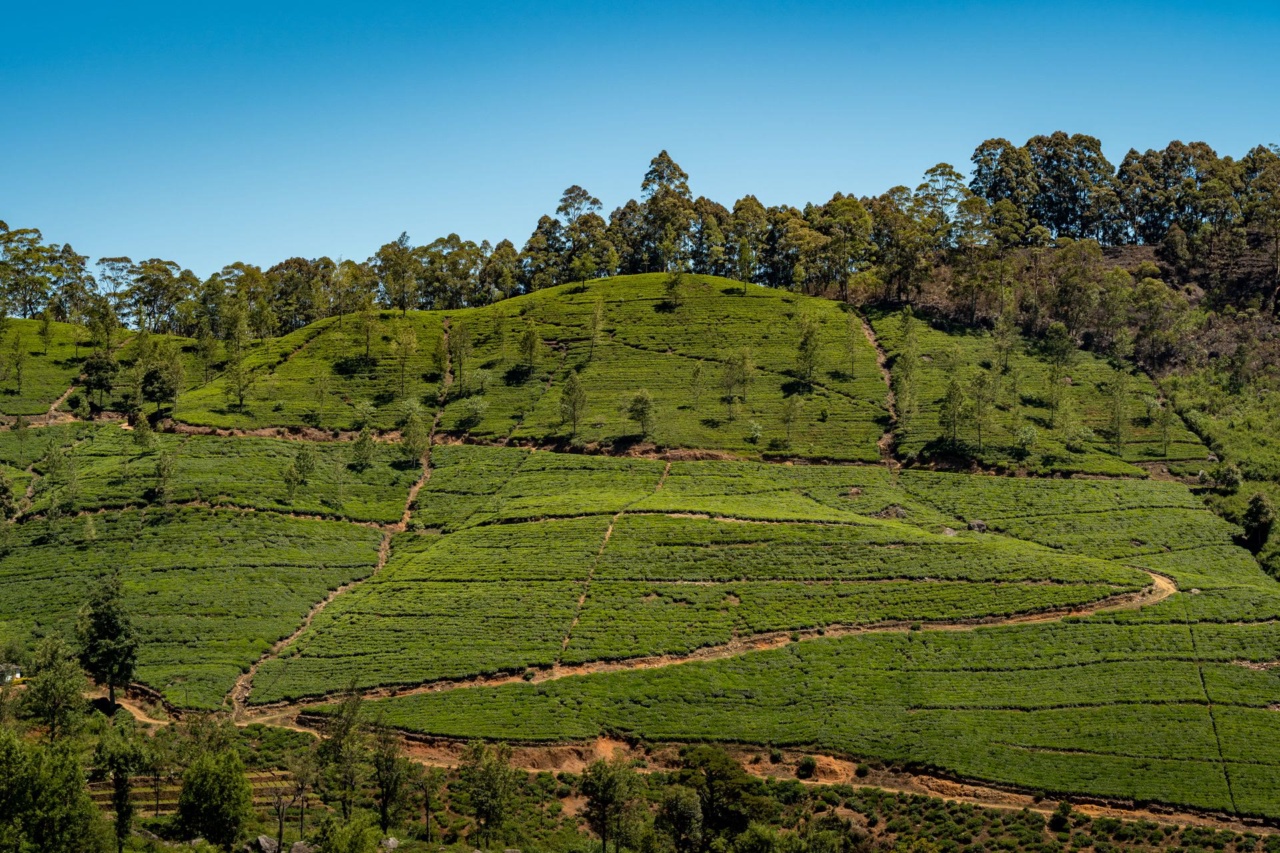A tea plantation on the hills of Sri Lanka