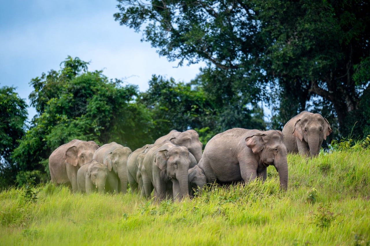 A herd of Asian elephants on grassland in Khao Yai National Park