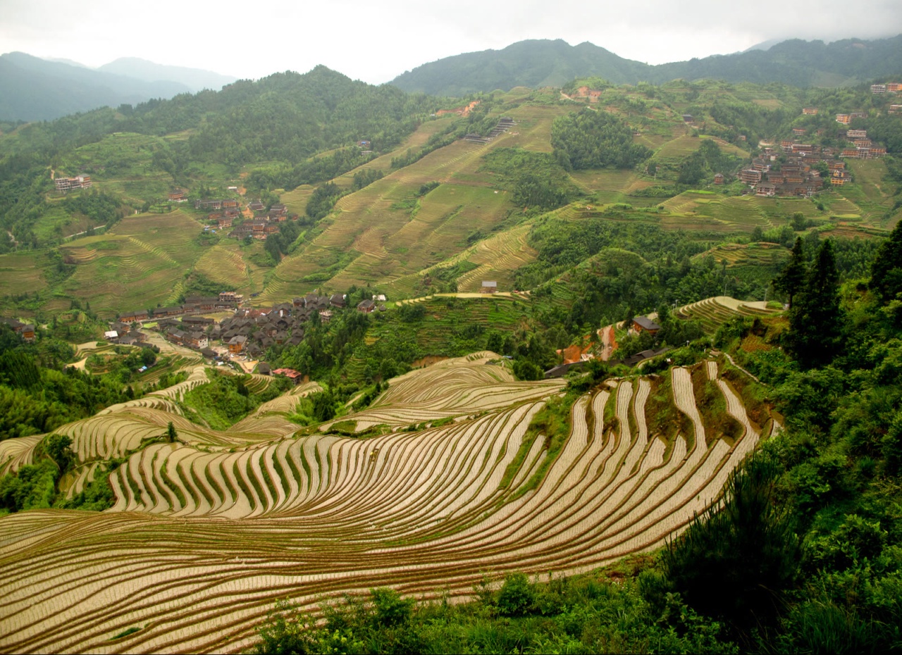 Teres Beras Longji