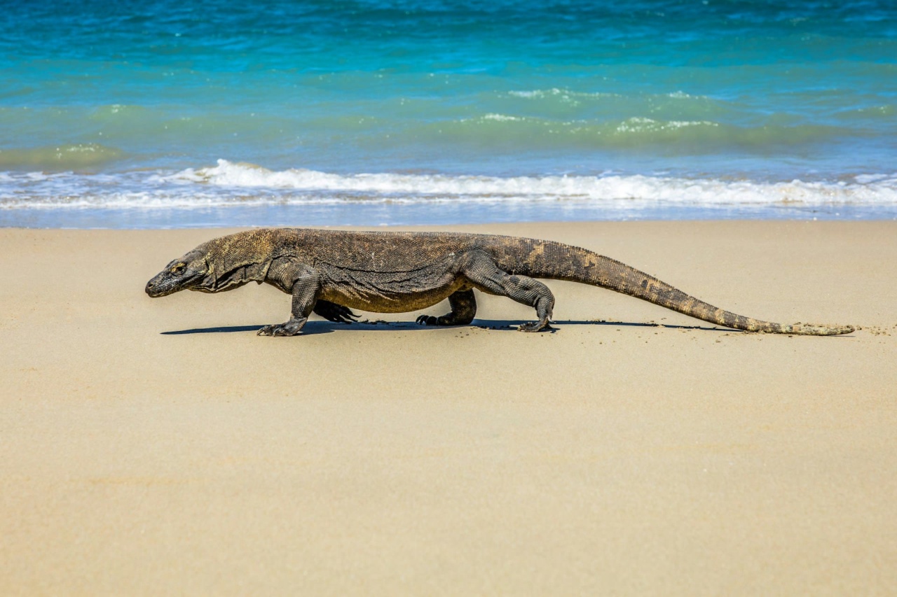 Một con rồng Komodo đi dọc bãi biển trên đảo Komodo