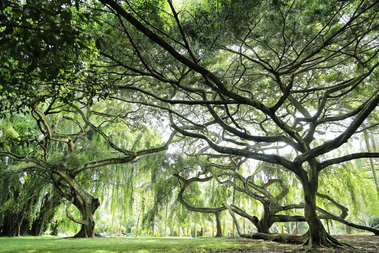 A Java fig tree in the Royal Botanic Gardens, Peradeniya