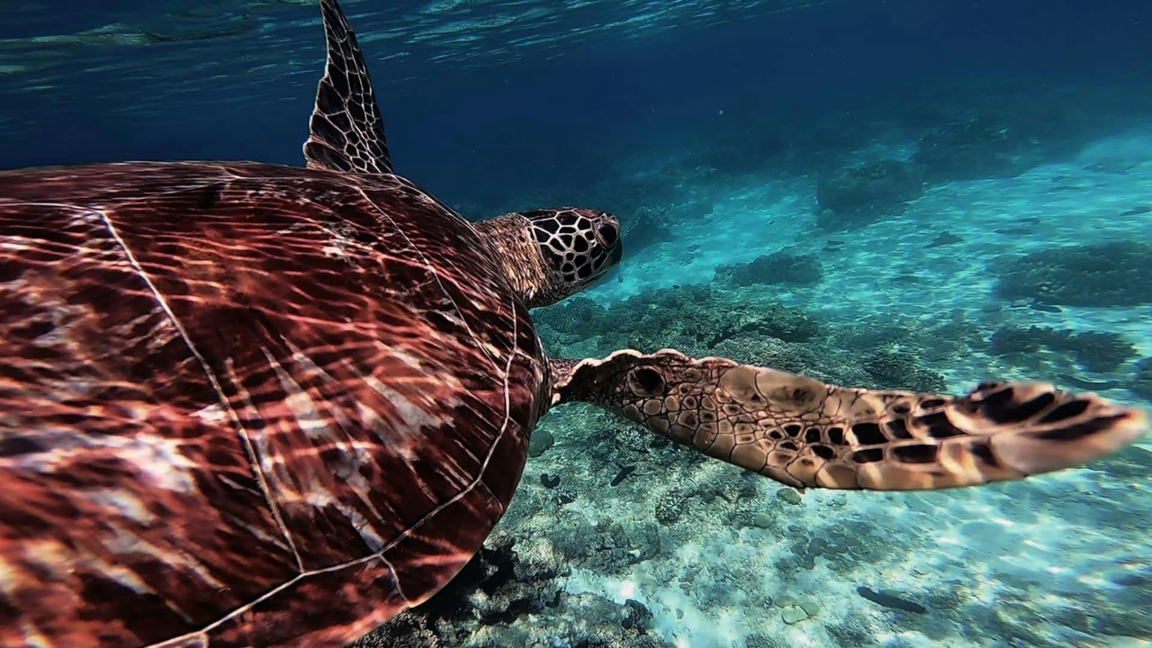 Une tortue marine nage près d'Apo Island
