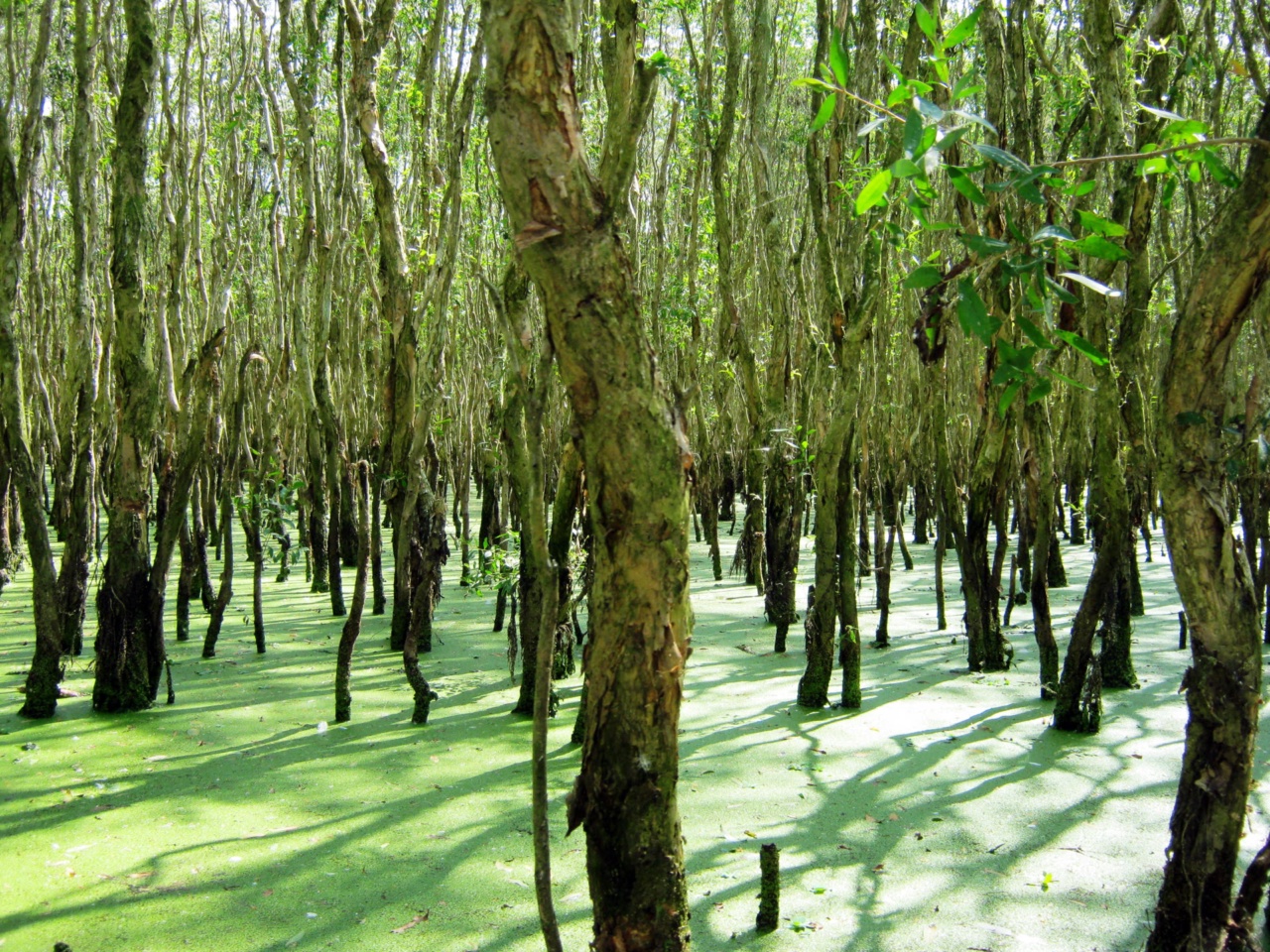 Der überflutete Cajuput-Wald von Tra Su