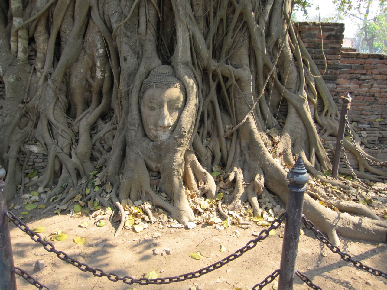 The Buddha head in the tree roots at Wat Mahathat