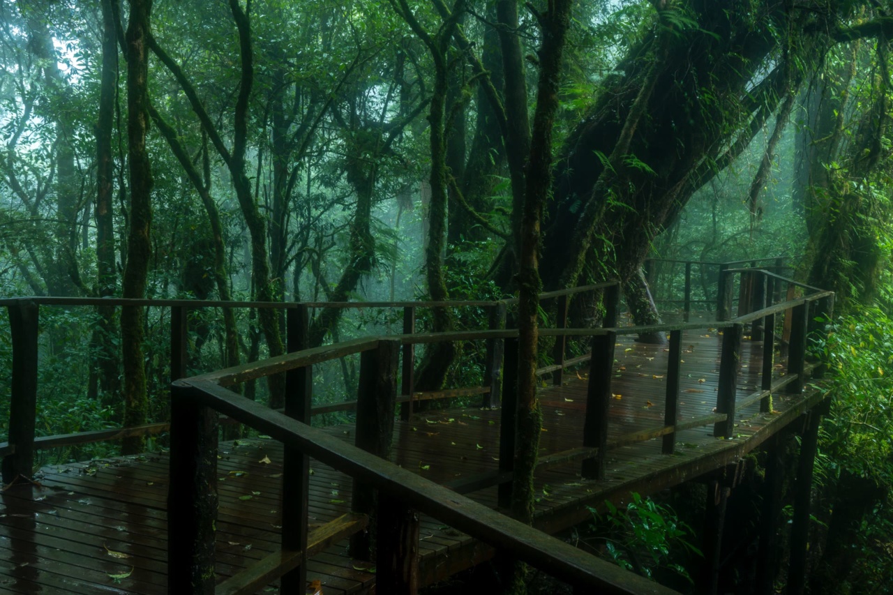 The raised wooden boardwalk of the Ang Ka nature trail through cloud forest