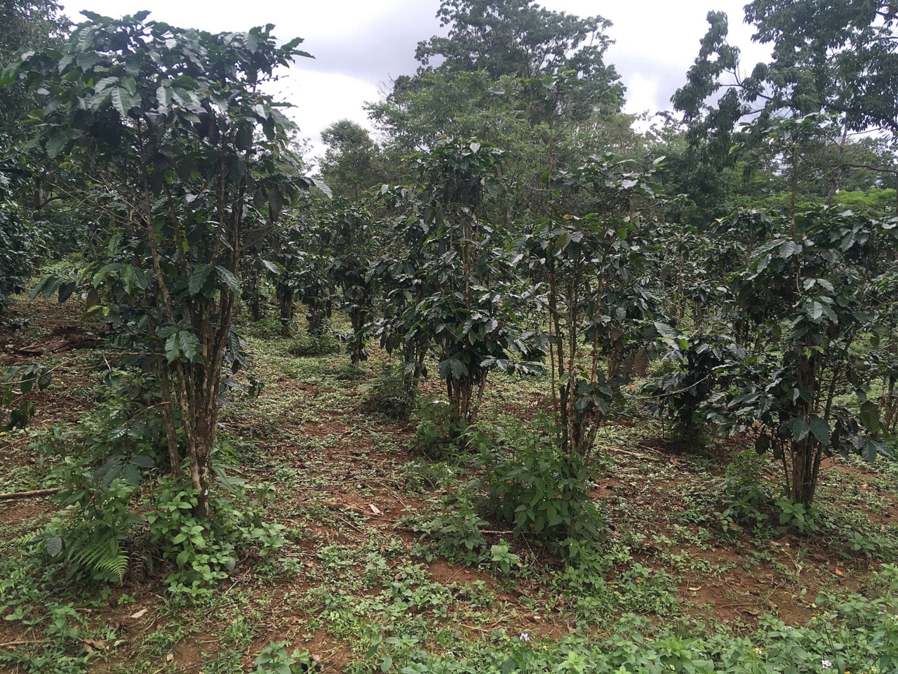 Coffee plantation on the Bolaven Plateau