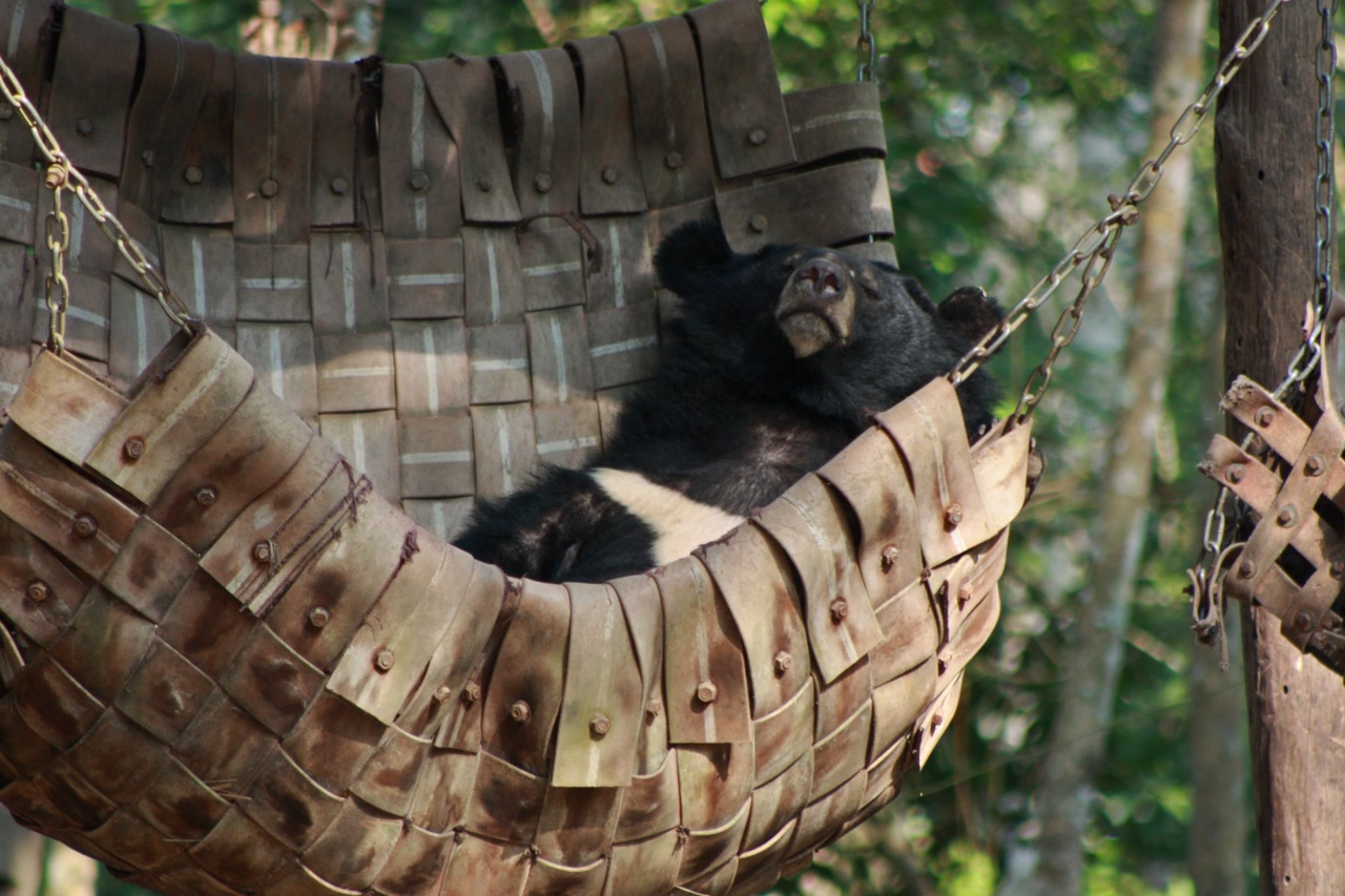 A moon bear resting in a hammock at the rescue centre