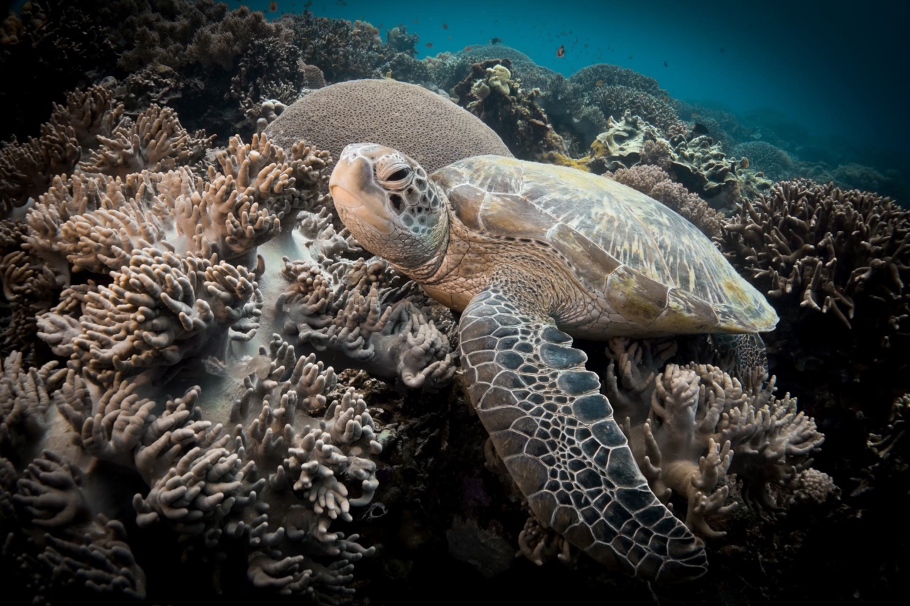 Une tortue marine parmi les coraux d'Apo Island