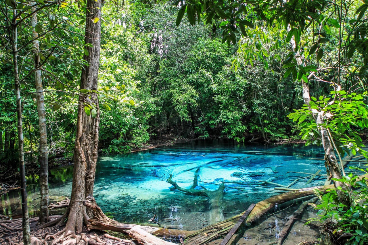 The Emerald Pool, a turquoise pool in the forest