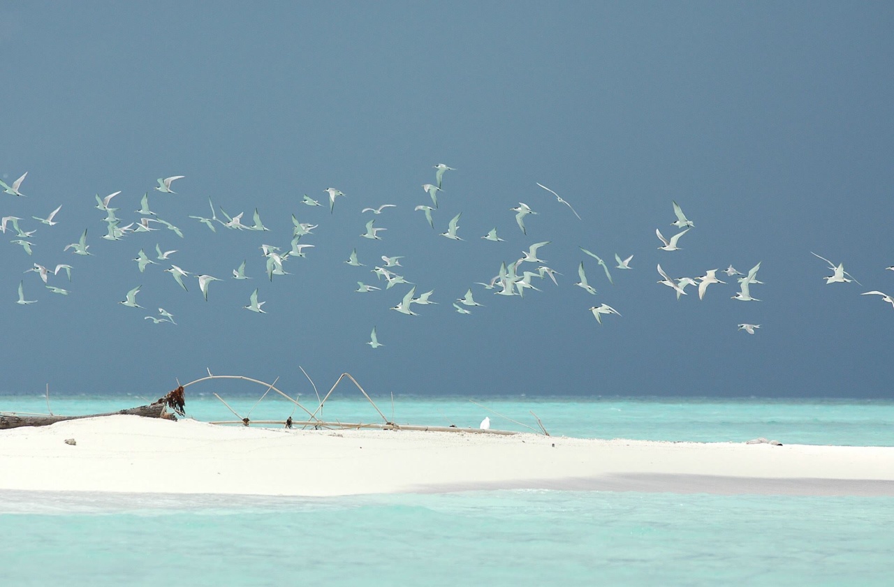 Eine Sandbank mit Seevögeln und türkisfarbenem Wasser im Tubbataha Reefs Natural Park