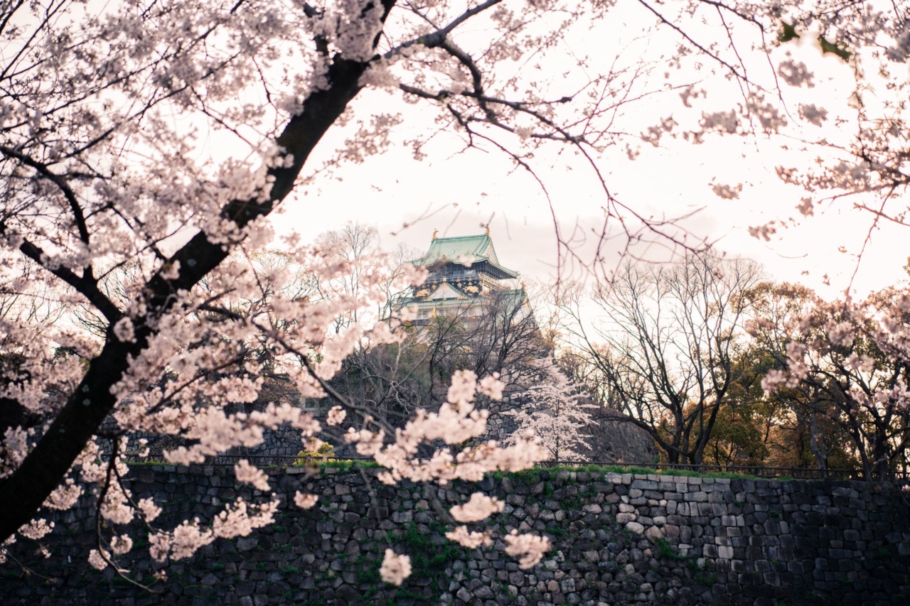 Bunga sakura di depan Kastil Osaka